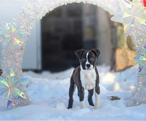 American Staffordshire Terrier Puppy for sale in STOCKBRIDGE, MI, USA