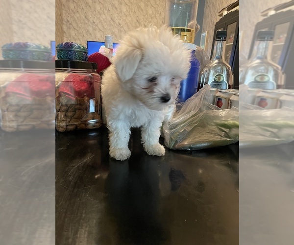 Medium Photo #9 Maltese Puppy For Sale in CHAMBERSBURG, PA, USA
