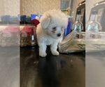 Small Photo #9 Maltese Puppy For Sale in CHAMBERSBURG, PA, USA