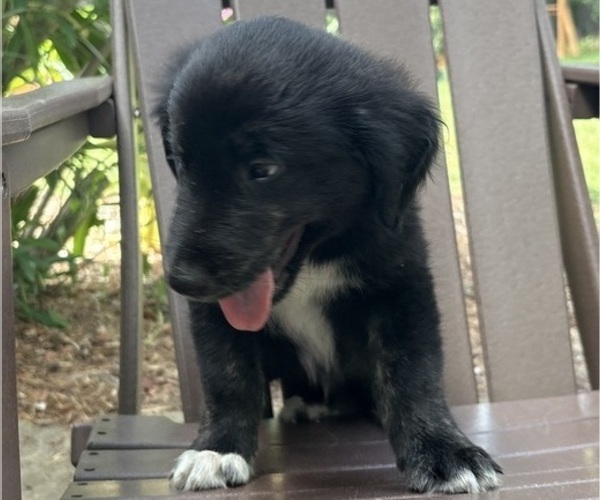 Medium Photo #29 Gollie Puppy For Sale in SANTA ROSA BEACH, FL, USA