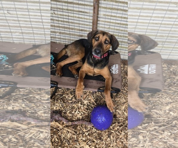 Medium Photo #3 Mutt Puppy For Sale in Rustburg, VA, USA