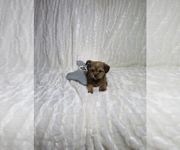 Medium Photo #2 Shorkie Tzu Puppy For Sale in COOKEVILLE, TN, USA