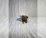 Small #1 Shorkie Tzu