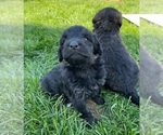 Small Photo #8 Rottle Puppy For Sale in FLEMINGTON, NJ, USA