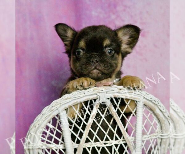 Medium Photo #19 French Bulldog Puppy For Sale in WARSAW, IN, USA