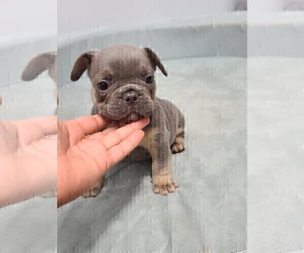 Medium Photo #3 French Bulldog Puppy For Sale in EDMOND, OK, USA