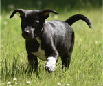 Small #6 Shepweiller