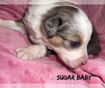 Small Photo #1 Australian Shepherd Puppy For Sale in ALBERTVILLE, AL, USA