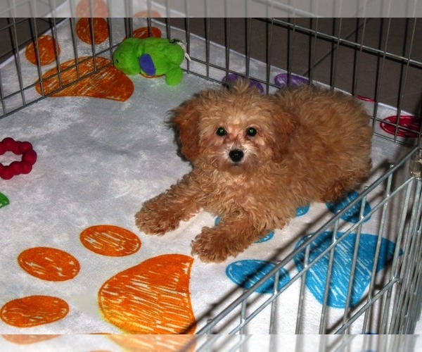 Medium Photo #10 Poodle (Toy) Puppy For Sale in ORO VALLEY, AZ, USA