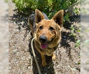 German Shepherd Dog Dogs for adoption in Salinas, CA, USA