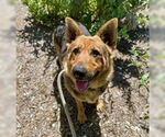 Small German Shepherd Dog