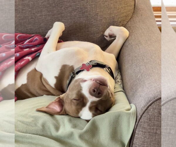 Medium Photo #10 Mutt Puppy For Sale in Fargo, ND, USA