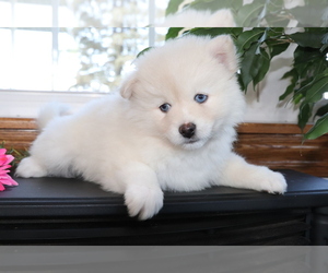 Pomsky Puppy for sale in SHILOH, OH, USA