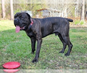 Father of the Cane Corso puppies born on 05/29/2023