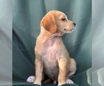 Small #1 Dachshund Mix