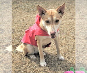 Layla - Female Catahoula Leopard Dog-Siberian Husky Mix Dog for Adoption - Photo #6