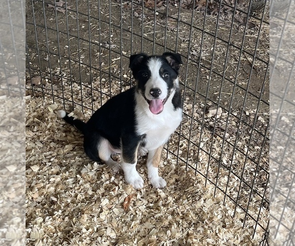 Medium Photo #1 Border Collie Puppy For Sale in SEYMOUR, MO, USA