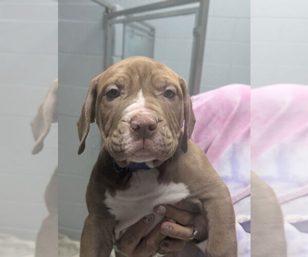 Medium Photo #1 Mutt Puppy For Sale in Muskegon, MI, USA