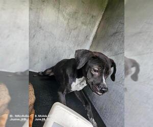 Boxer-Unknown Mix Dogs for adoption in San Antonio, TX, USA