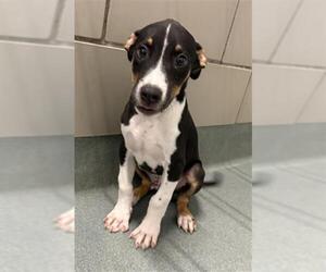 Doberman Pinscher-Labrador Retriever Mix Dogs for adoption in Baytown, TX, USA
