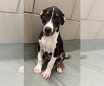 Small Doberman Pinscher-Labrador Retriever Mix