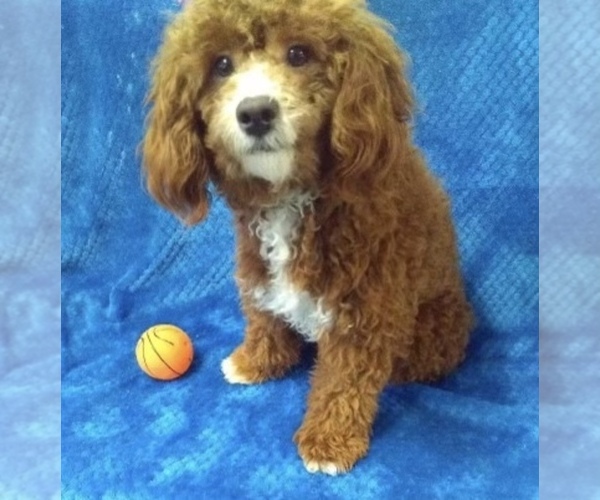 Medium Photo #1 Poodle (Miniature) Puppy For Sale in EAST EARL, PA, USA