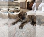 Small #14 Cane Corso