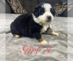 Puppy Girl 3 Australian Shepherd