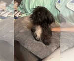 Small Photo #16 Lhasa Apso Puppy For Sale in BROOKLET, GA, USA