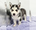 Small #2 Siberian Husky