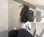 Small #4 Labrador Retriever Mix