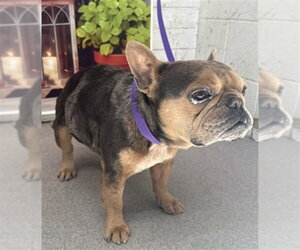French Bulldog Dogs for adoption in San Bernardino, CA, USA