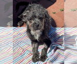Small #4 Mutt