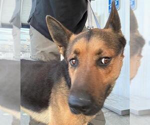 German Shepherd Dog Dogs for adoption in Bakersfield, CA, USA