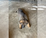 Small Photo #14 German Shepherd Dog Puppy For Sale in GRAND ISLAND, FL, USA