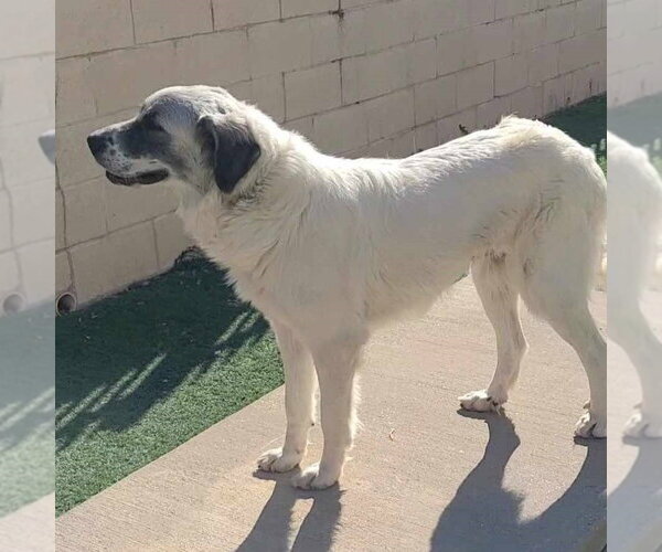 Medium Photo #8 Great Pyrenees Puppy For Sale in Dallas, TX, USA