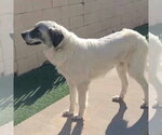 Small #7 Great Pyrenees