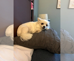 Small Photo #1 Chihuahua Puppy For Sale in COLUMBIA, SC, USA