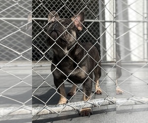 French Bulldog Puppy for Sale in LEEHIGH, Florida USA