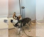 Small Siberian Husky Mix