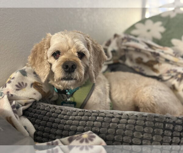 Medium Photo #4 Silky Cocker Puppy For Sale in Mission Viejo, CA, USA