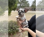 Small #3 French Bulldog