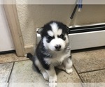 Small Photo #3 Siberian Husky Puppy For Sale in EVERGREEN, CO, USA