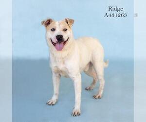 Chinese Shar-Pei-Unknown Mix Dogs for adoption in Conroe, TX, USA