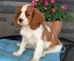 Small Photo #40 Cavalier King Charles Spaniel Puppy For Sale in GOSHEN, IN, USA