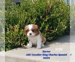 Puppy Karter Cavalier King Charles Spaniel