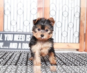 Yorkshire Terrier Puppy for sale in NAPLES, FL, USA