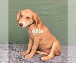 Small Photo #3 Labrador Retriever-Unknown Mix Puppy For Sale in Royal Palm Beach, FL, USA