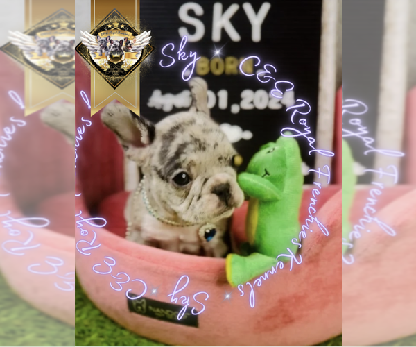 Medium Photo #10 French Bulldog Puppy For Sale in CHARLESTON, SC, USA