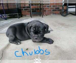 Olde English Bulldogge Puppy for sale in CLEVELAND, TN, USA